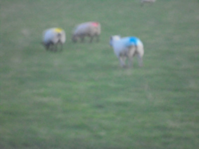 Those who have watched Clarkson's farm will appreciate the dedicated work of the Tups and their colourful calling cards.