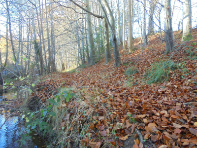 leaving the bare trees, and a carpet for the woodland floor,
