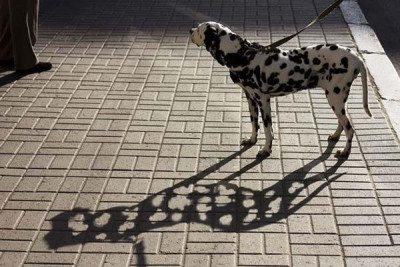 dalmation.jpg
