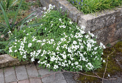 white blossom.JPG