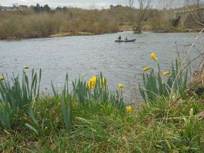 Daffs by the Tweed