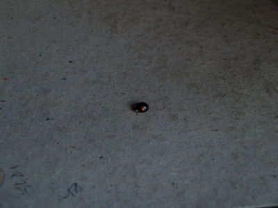 AA010592.JPG