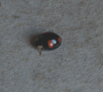 Bug.png