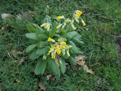 Cowslips