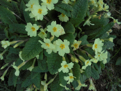 Primroses