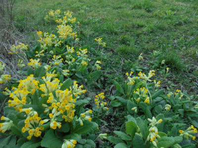 A Wordsworthian host of golden cowslips
