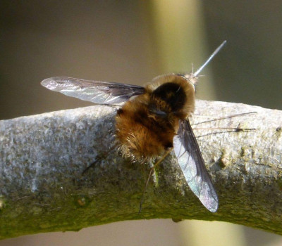 bee flie.jpg