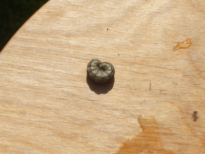 DSCF3505.JPG