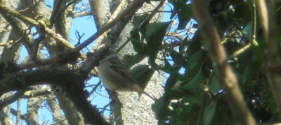 Ce n'est pas une Sparrow de la maison<br />C'est une sparrow de l'arbre