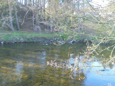 clear and bright and a couple out of focus goosanders on the water