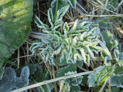 Just a bit of ground frost