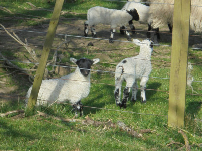 Say what you see and you'll not be far off getting 10 bonus points for naming the breed!<br />They aren't Cheviots!