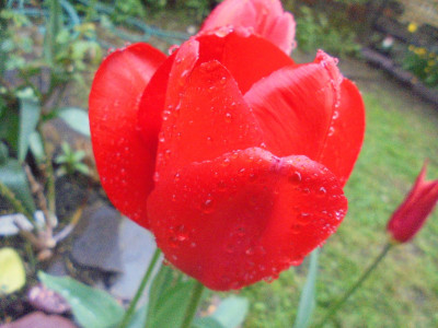 Raindrops on tulip