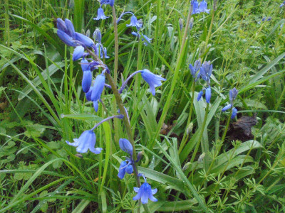 and spring blooming bluebells