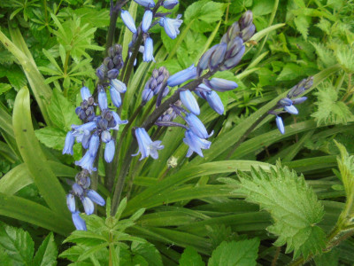 with a stinging nettle on the side