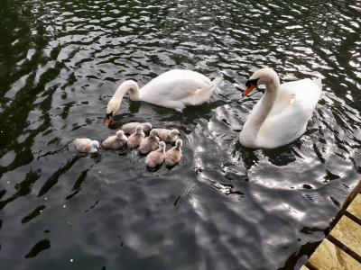 Swans and newborns - own work