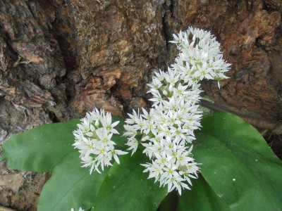 Wild but mild<br />Garlic in bloom <br />Thursday May 5th 2022