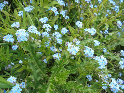 Blue...forget-me-knots