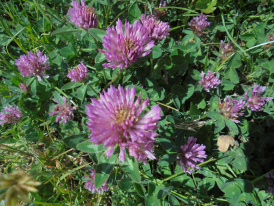 Red Clover