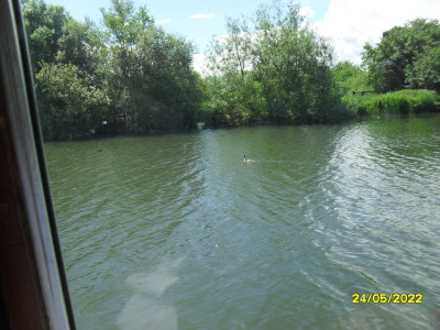 A Lonely Grebe