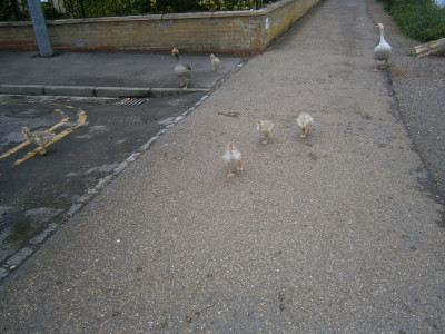 Kerb Drill