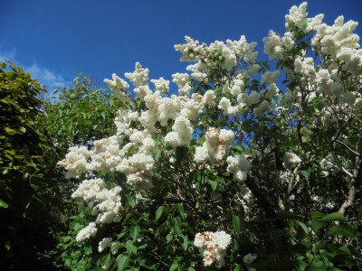 White Lilac in bloom