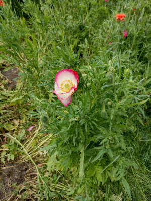 Poppies 3
