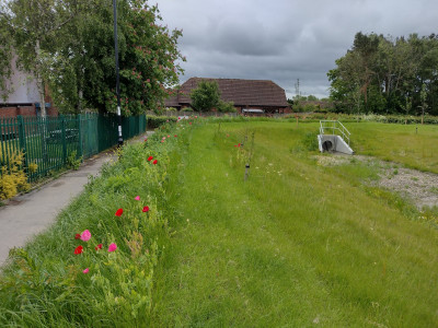 Poppies 5