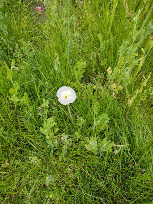 Poppies 6