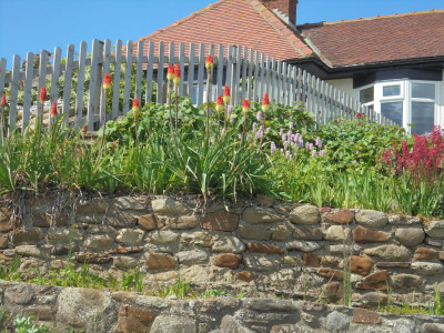 Red Hot Pokers in a Cullercoats garden