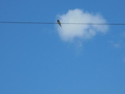Swallow on wire<br />POTD ornithology club 27th May 2022