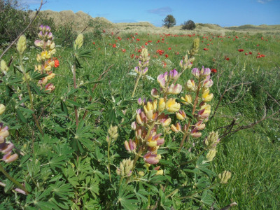 not exactly wild flowers but there are loads of them and they are not in anyone's garden<br />I give you lupins and large poppies at Bamburgh among the dunes