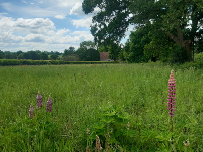 Terwick Lupins - own work