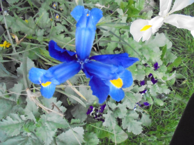 In the paraphrased words of Rene Magritte<br />This is not a blue flower