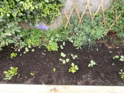 The dahlia bed is coming on with both the dahlias and nasturtias