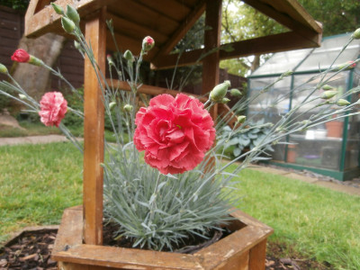 To test the zoom the carnation!!