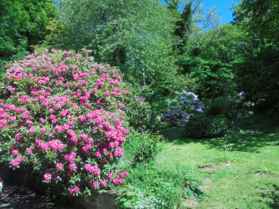Rhododendrons/Azaleas..same thing?