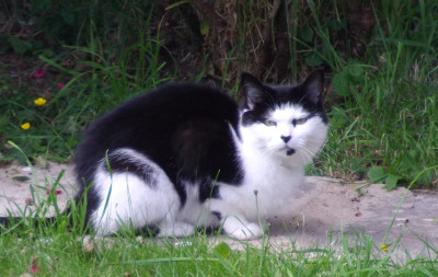 ready to pounce.jpg