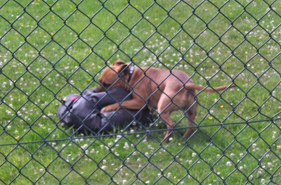 next door's mad pup1.jpg