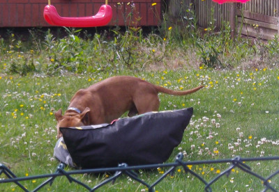 next door's mad pup2.jpg