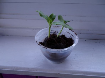 sunflower.JPG