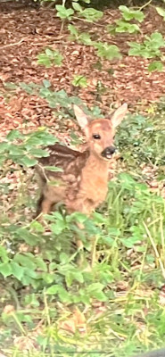 Deer fawn.jpg