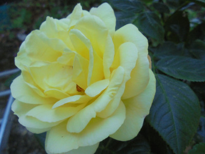 DSC02173.JPG