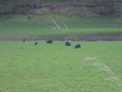 Cheviot Wild Goats