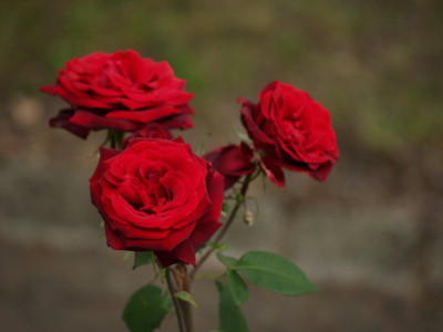 AA120905.JPG