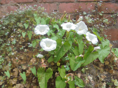 DSC02274.JPG