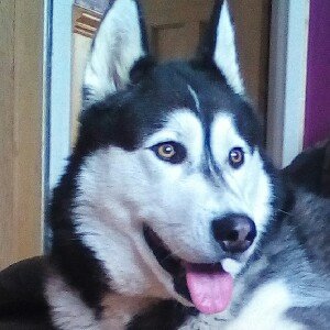 My last boy, r.i.p 3 yrs this yr