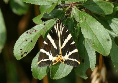 Tiger Moth