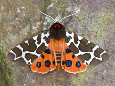 Tiger Moth