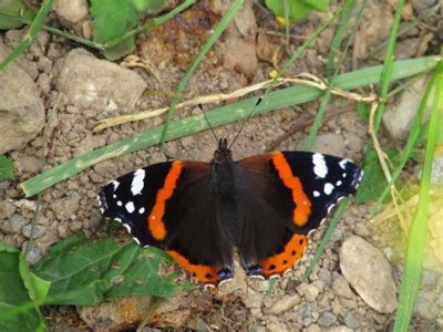 Red Admiral at rest